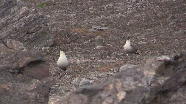 Long-tailed Jaeger - ML270673331