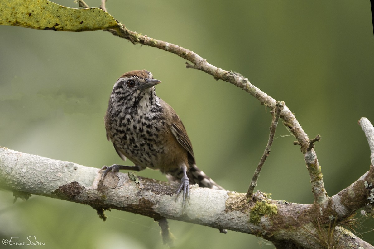 Speckle-breasted Wren - Elías  Suárez