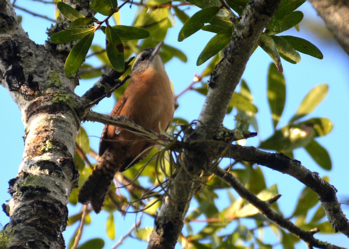 Carolina Wren - ML270673951