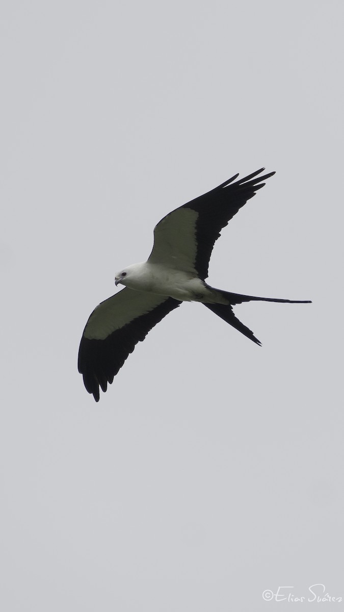 Swallow-tailed Kite - Elías  Suárez