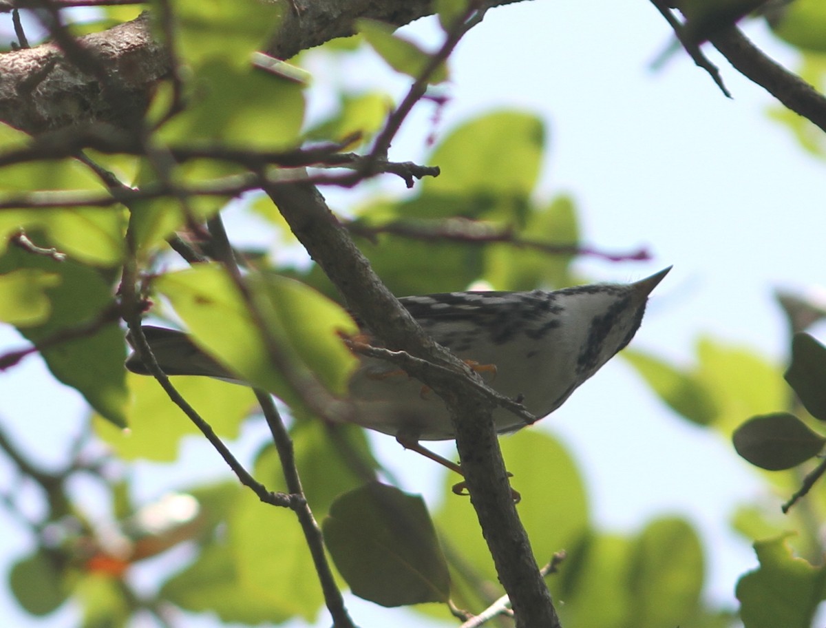 Blackpoll Warbler - ML27067581