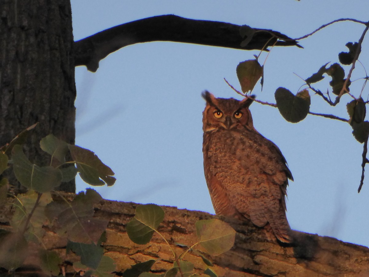 Great Horned Owl - ML270676271