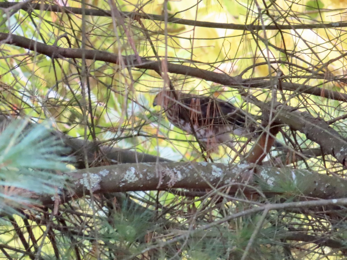 Sharp-shinned Hawk - ML270677281