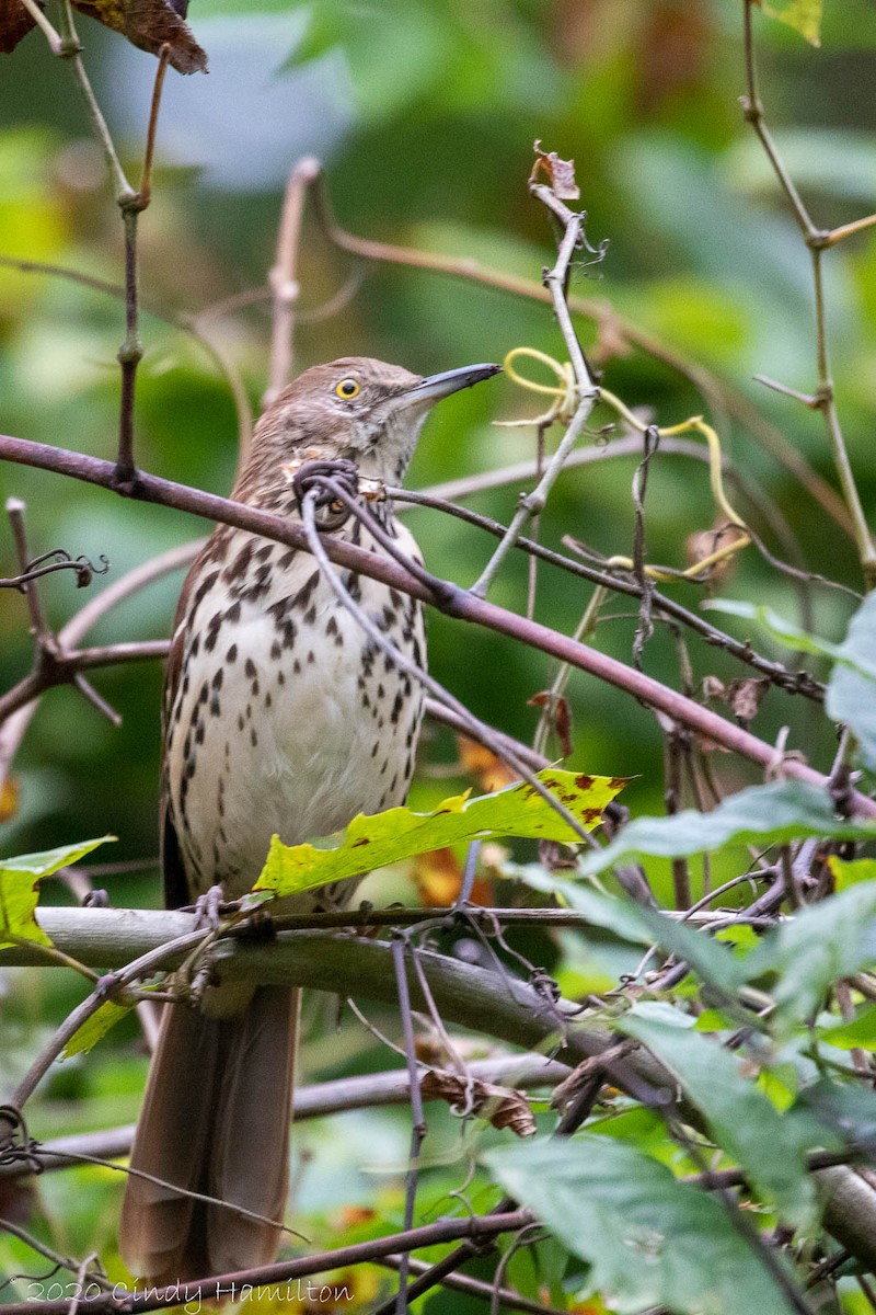 Brown Thrasher - ML270677811