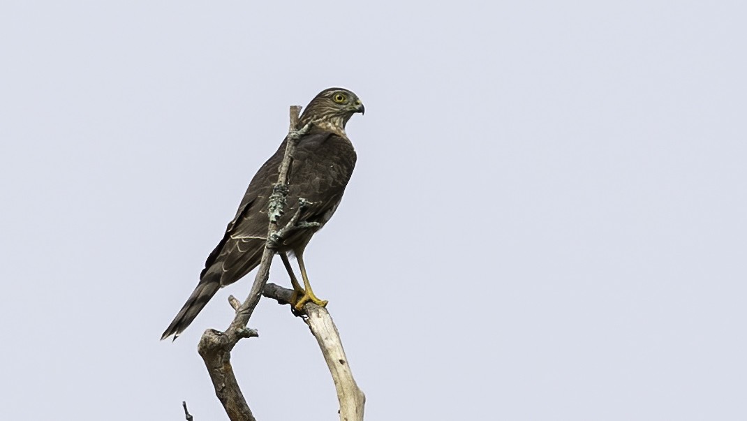 Sharp-shinned Hawk - ML270677971