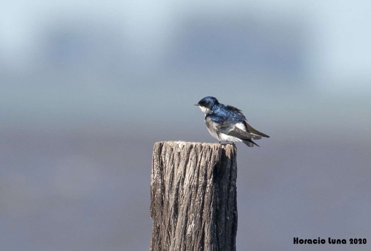 Chilean Swallow - Horacio Luna