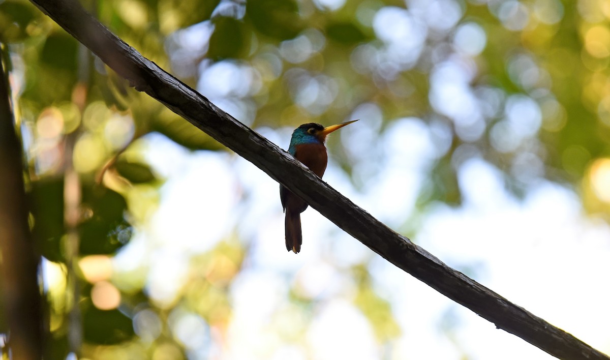 Jacamar à joues bleues - ML270678971