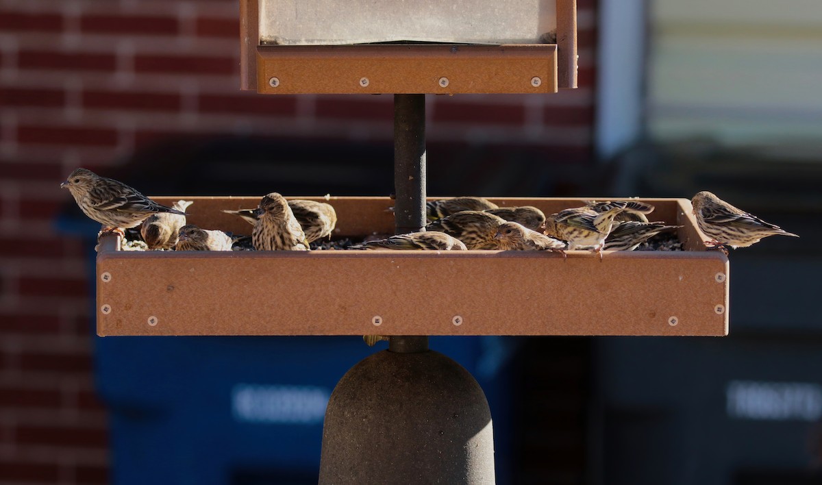 Pine Siskin - Paul Jacyk