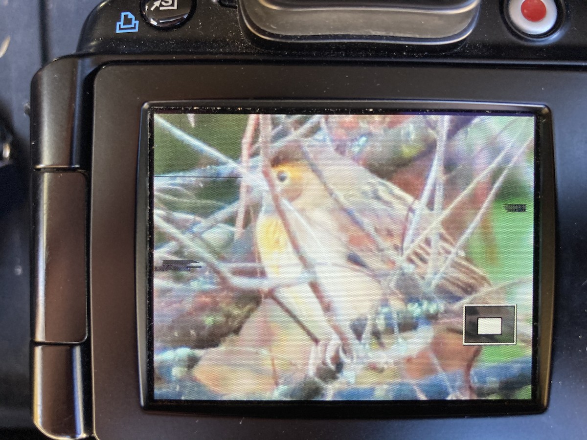 Dickcissel - ML270682591