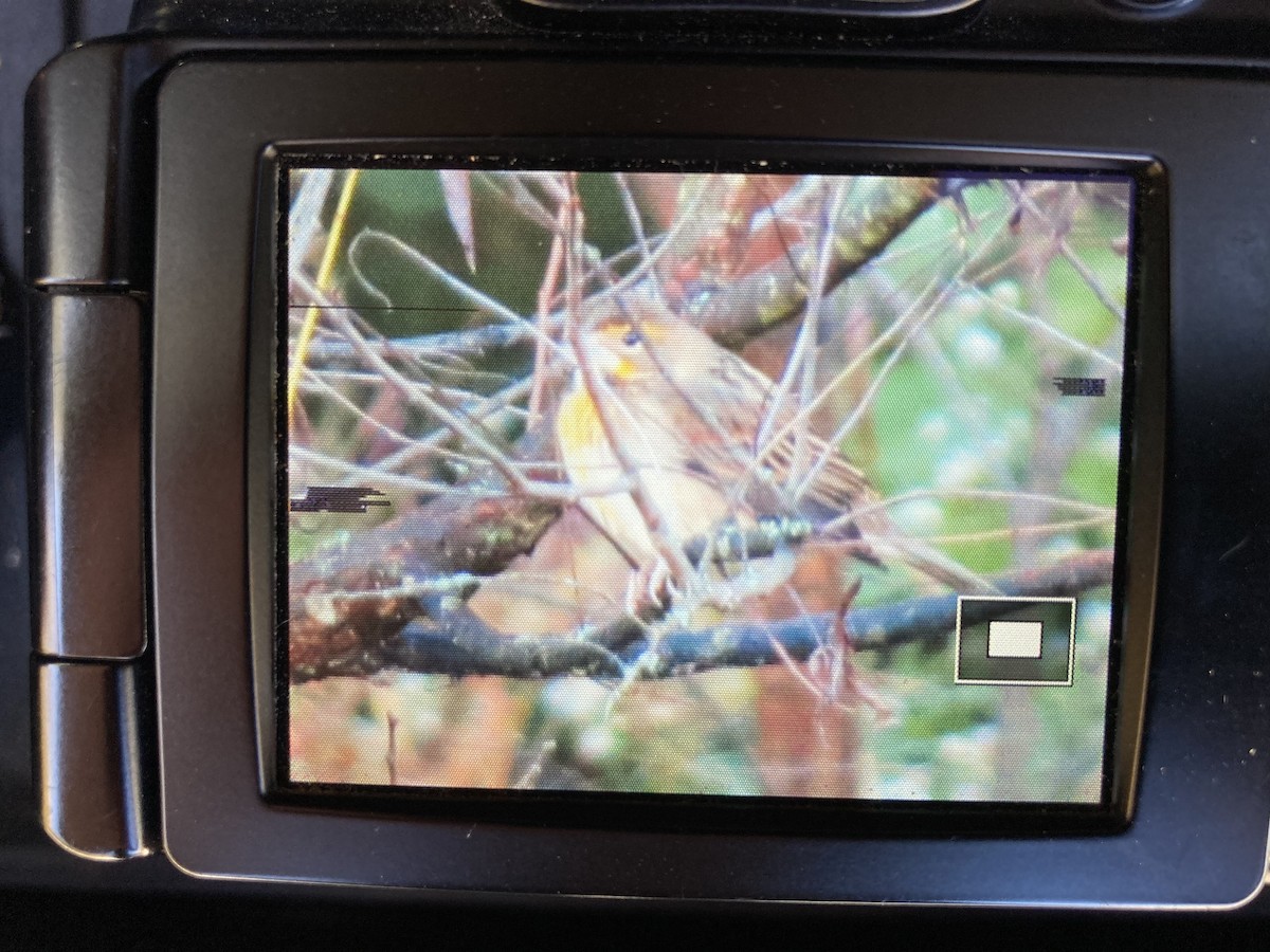 Dickcissel - ML270682611