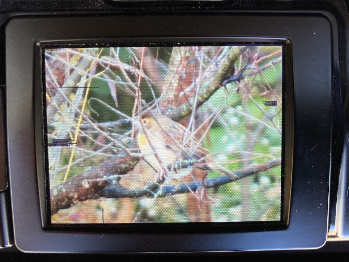 Dickcissel - ML270682621