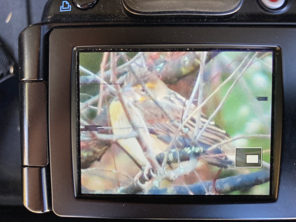Dickcissel - ML270682651