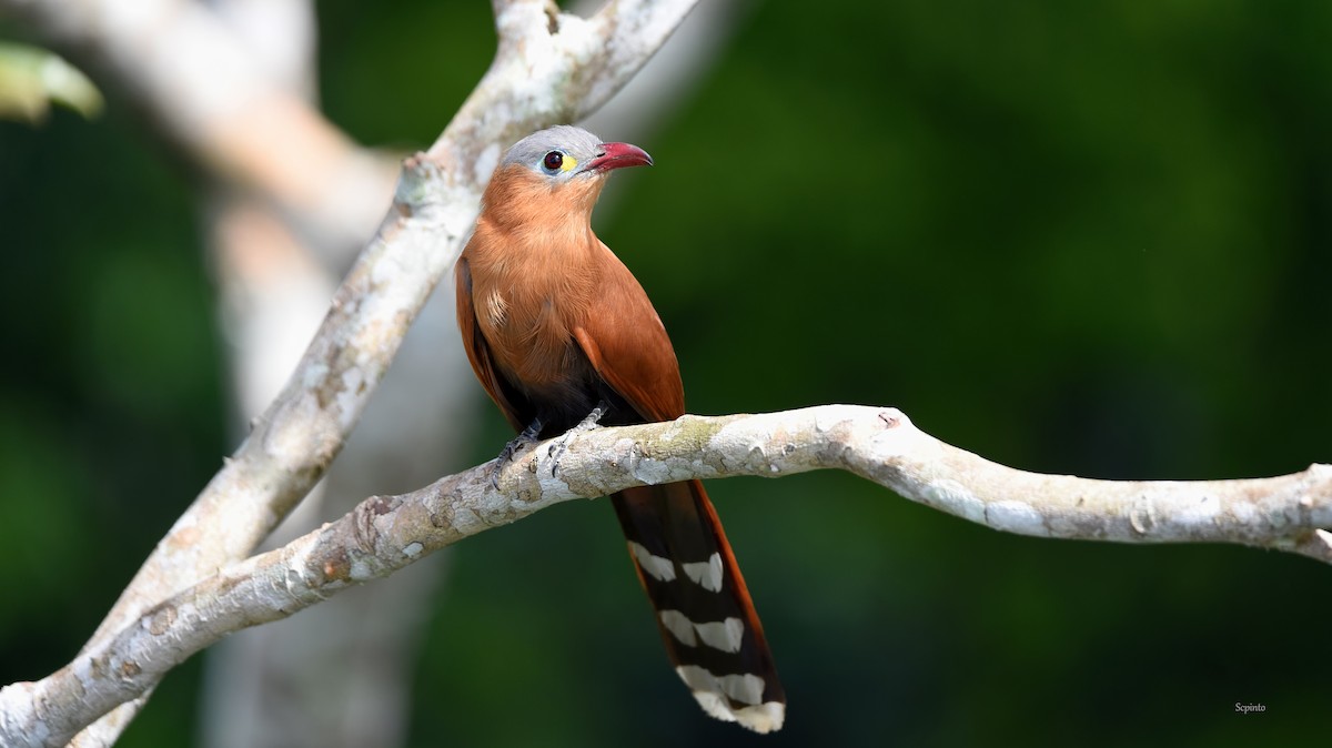 Black-bellied Cuckoo - ML270682901