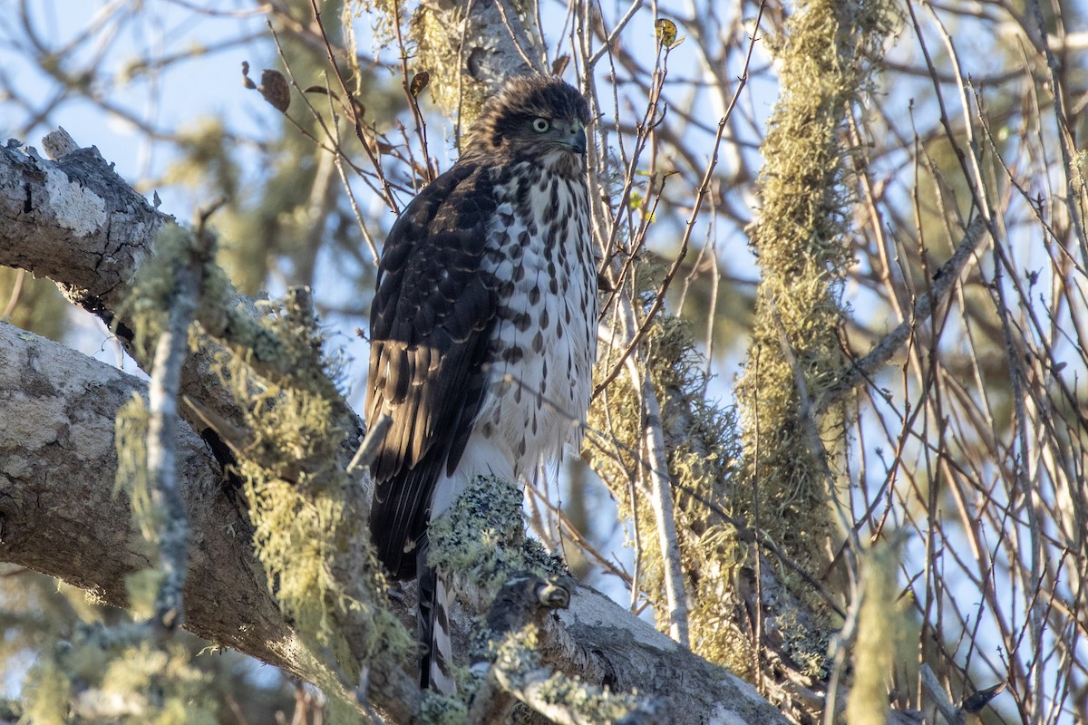 Cooper's Hawk - ML270684851