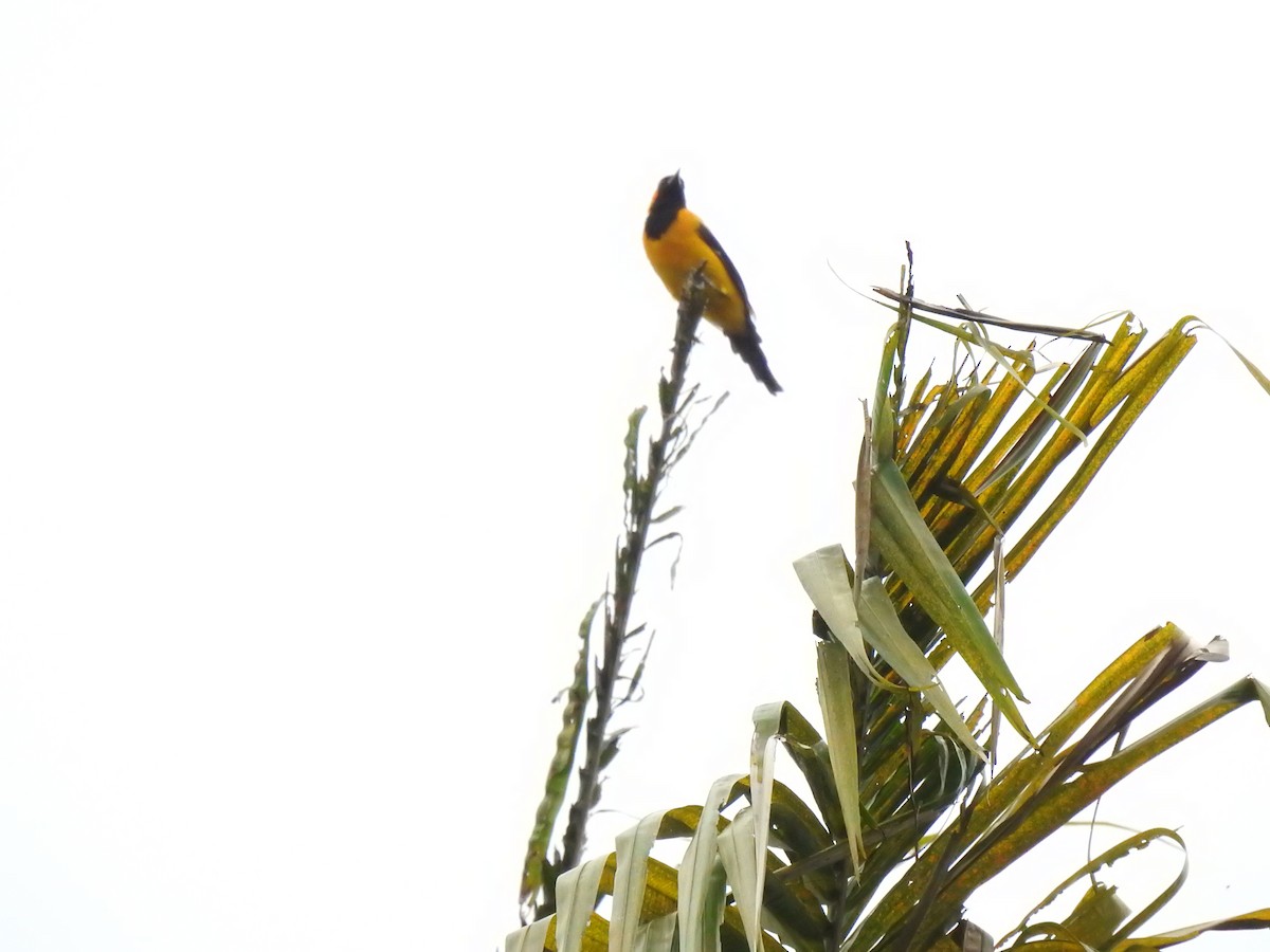 Orange-crowned Oriole - ML270685881