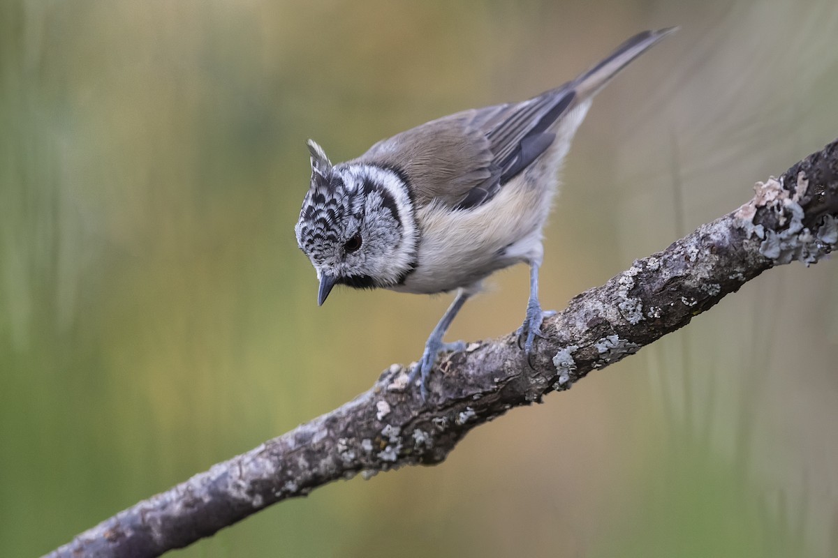 Crested Tit - ML270685901
