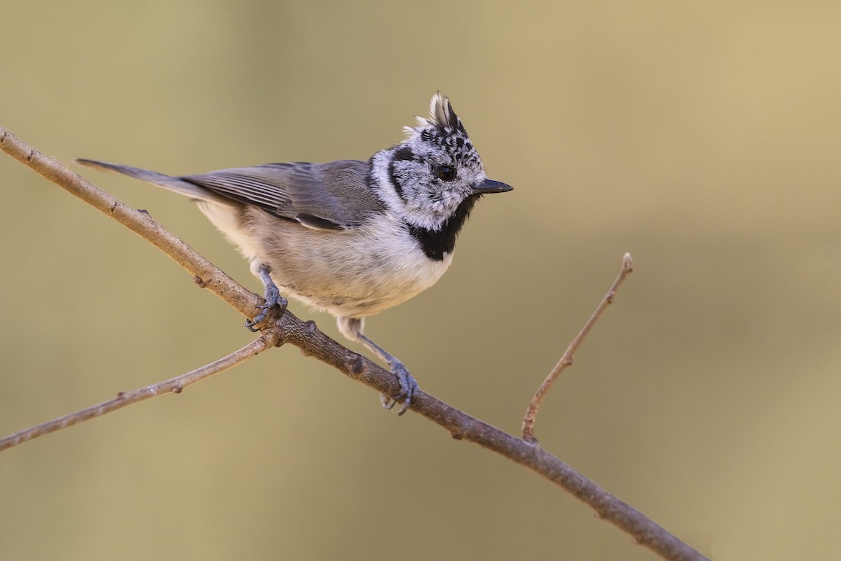 Crested Tit - ML270685911