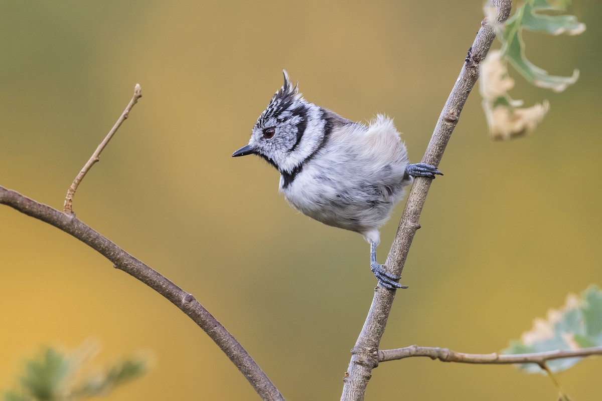 Crested Tit - ML270686051