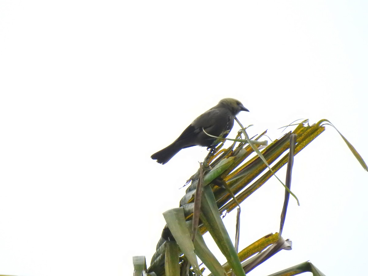 Palm Tanager - ML270686101