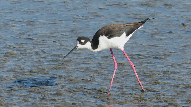 Black-necked Stilt - ML270687411