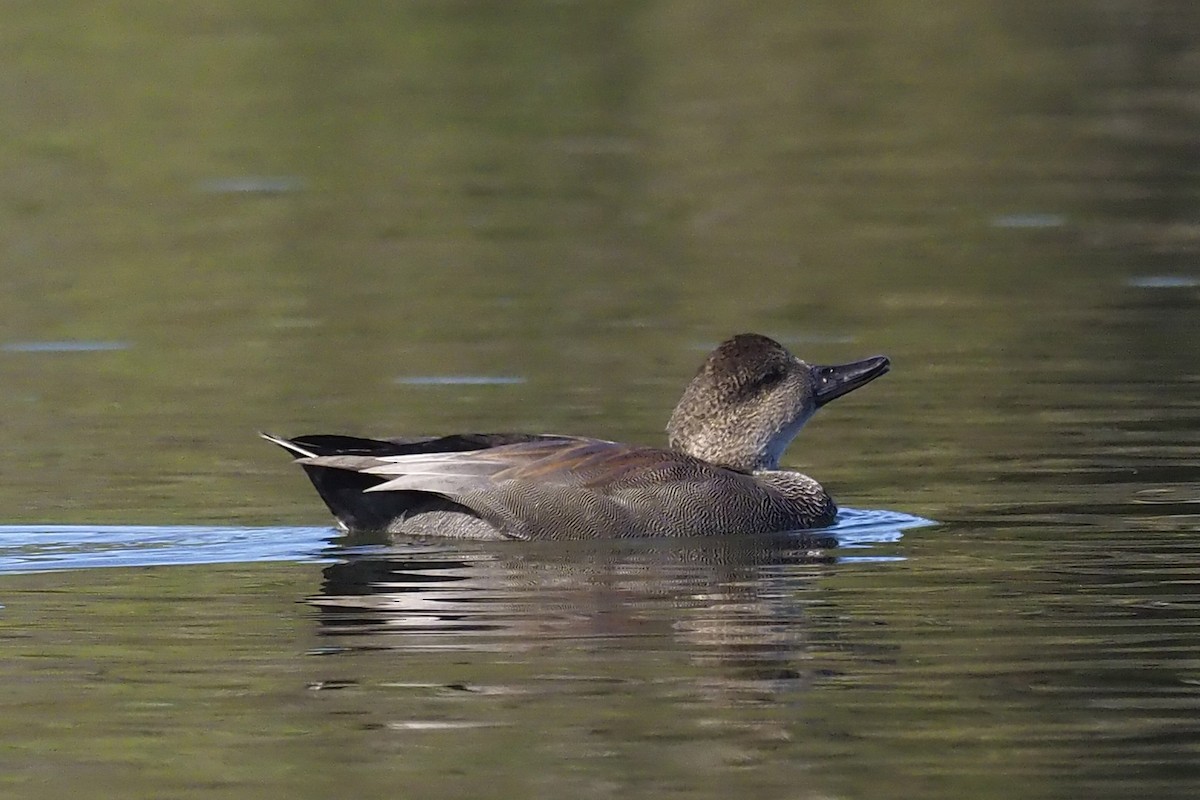 Gadwall - Donna Pomeroy