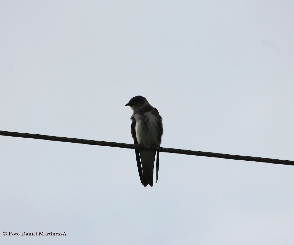 Brown-chested Martin - ML27069251