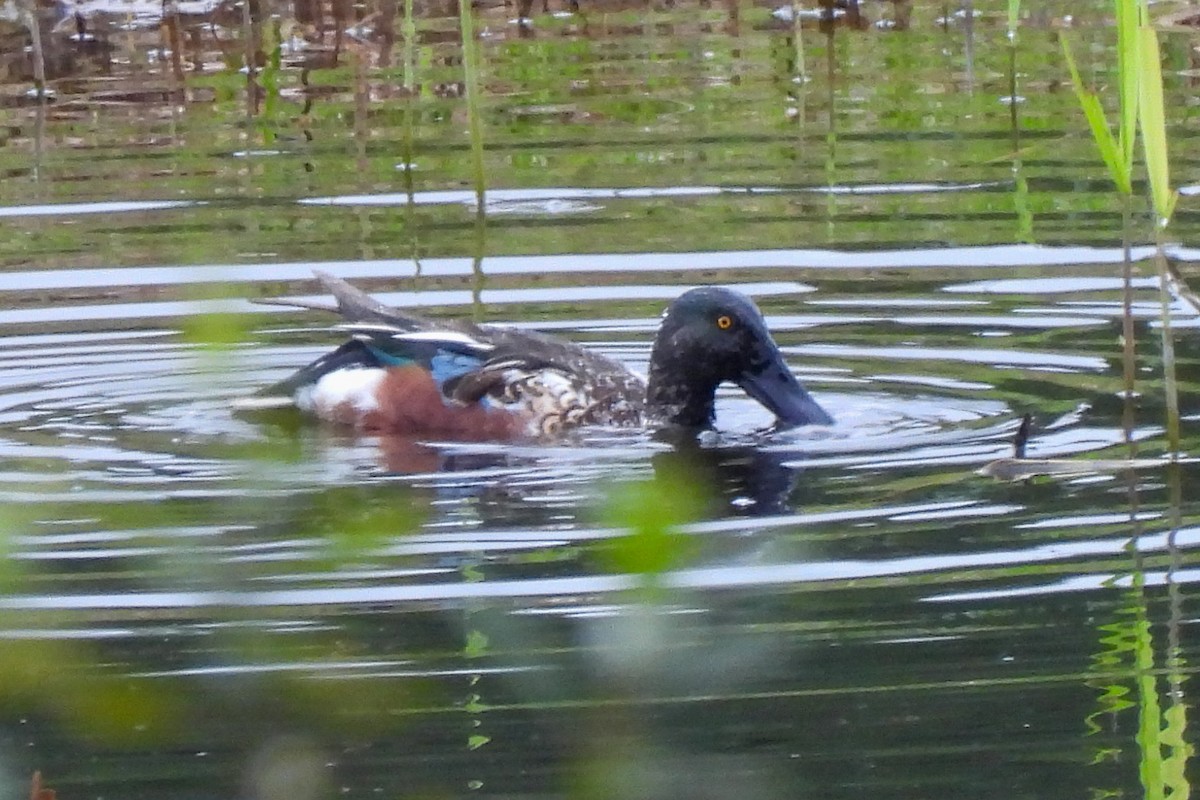 Northern Shoveler - ML270693371