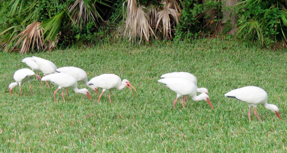 White Ibis - Debbie Cusick