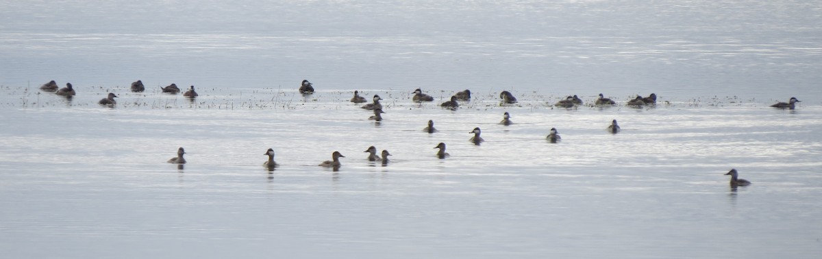 Ruddy Duck - ML270698221