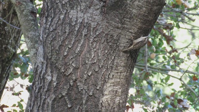 Brown Creeper - ML270698671