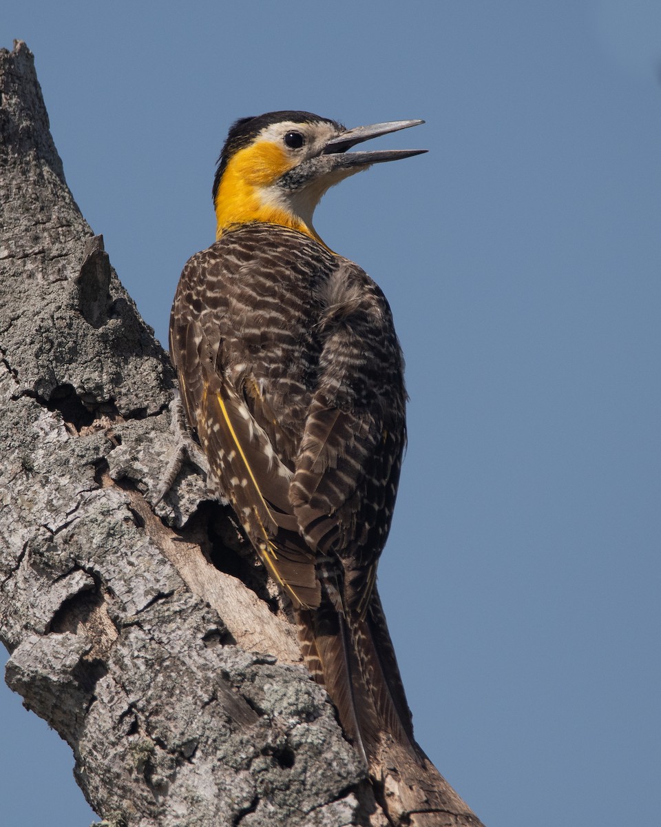 Campo Flicker - ML270699201