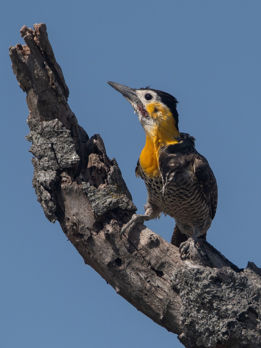 Campo Flicker - Pablo Re