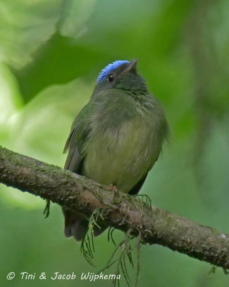 Blue-capped Manakin - ML270699531