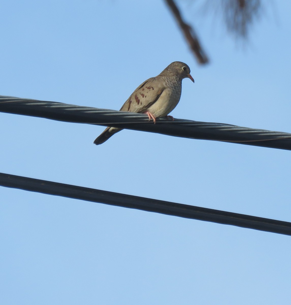 Common Ground Dove - Debbie Cusick