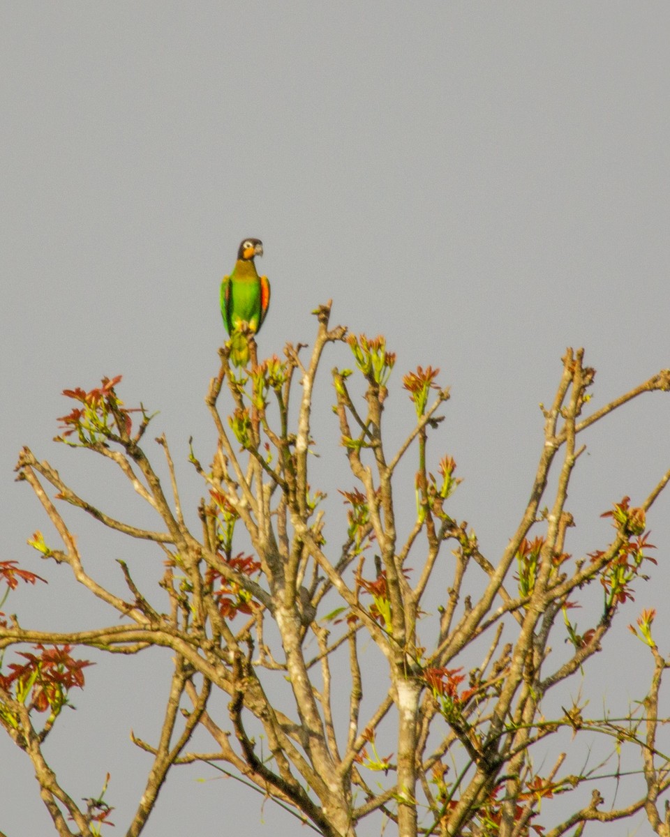 Orange-cheeked Parrot - Tim Ludwick