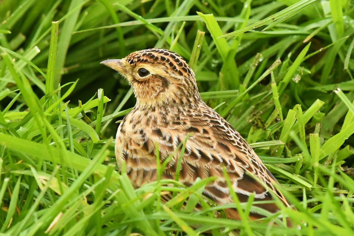 Eurasian Skylark - Mike Sylvia