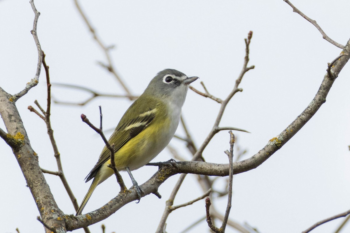 Blue-headed Vireo - ML270703591