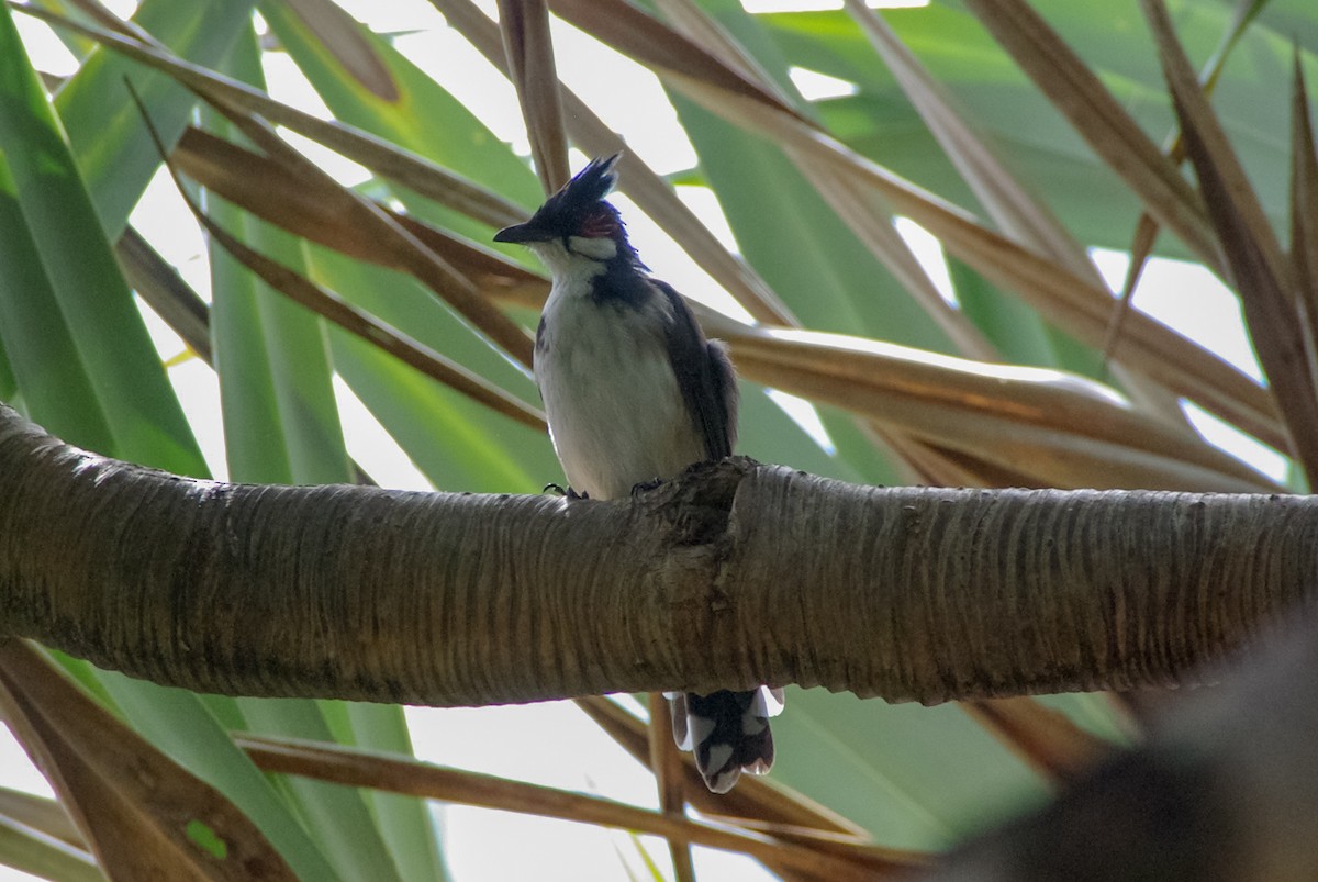 Red-whiskered Bulbul - ML270704101