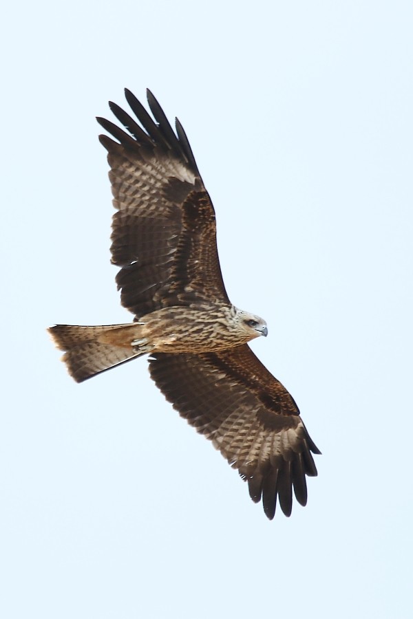 Black Kite - ML270704211