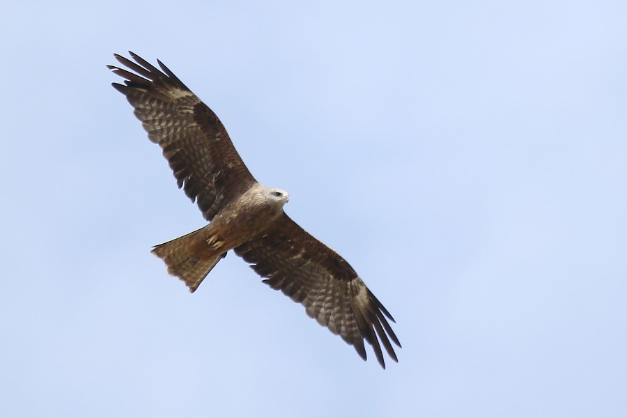 Black Kite - ML270704241