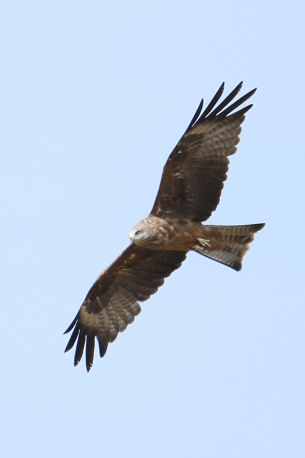 Black Kite - ML270704251