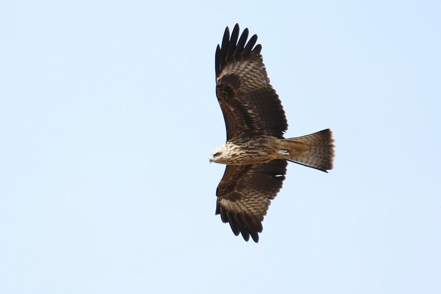 Black Kite - ML270704291