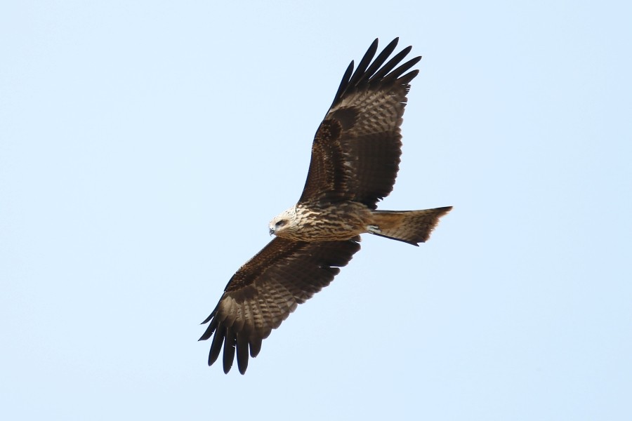 Black Kite - ML270704301