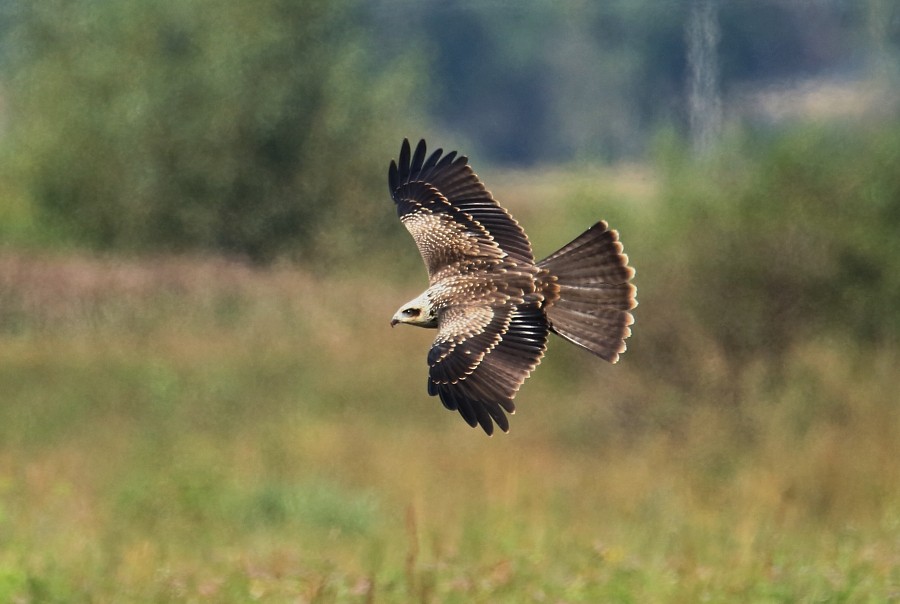 Black Kite - ML270704351