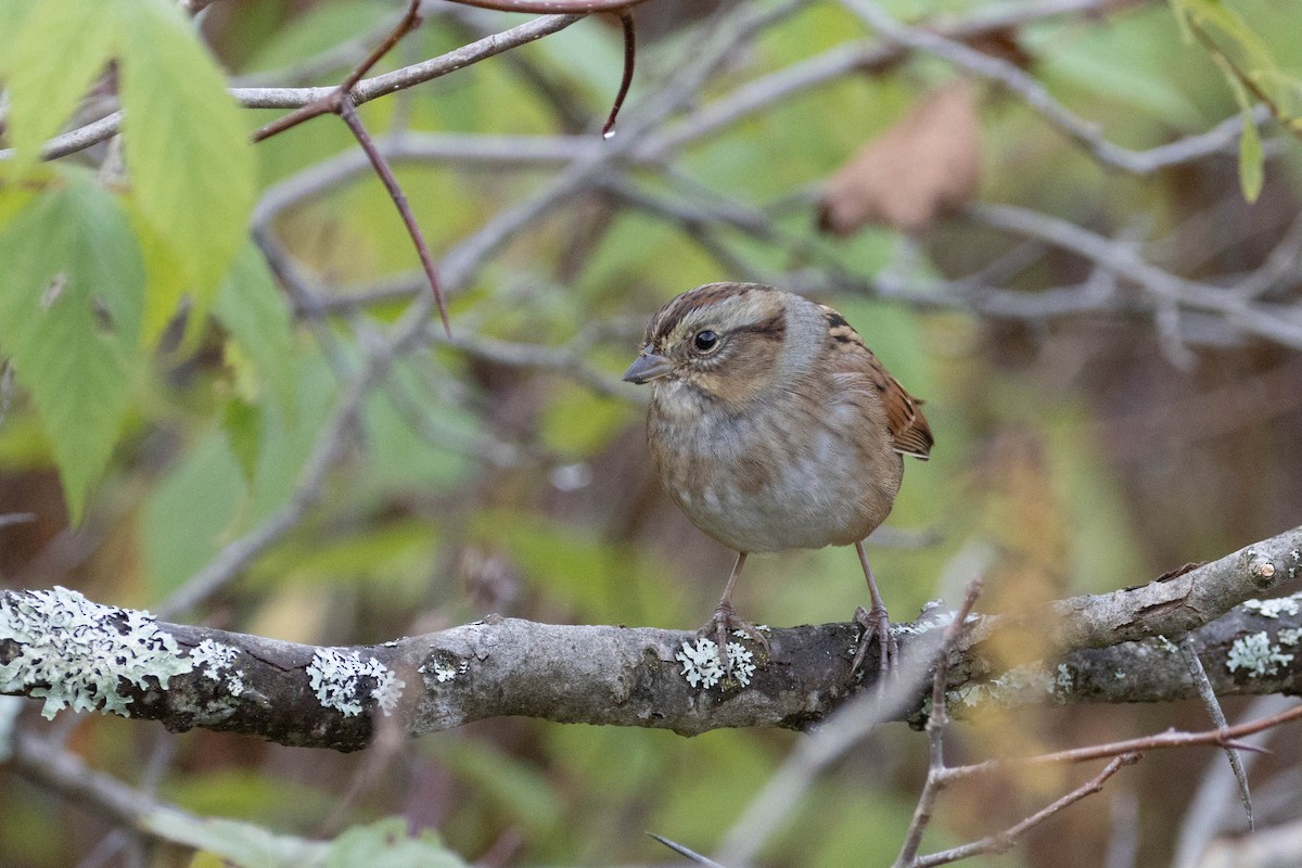 Swamp Sparrow - ML270705001