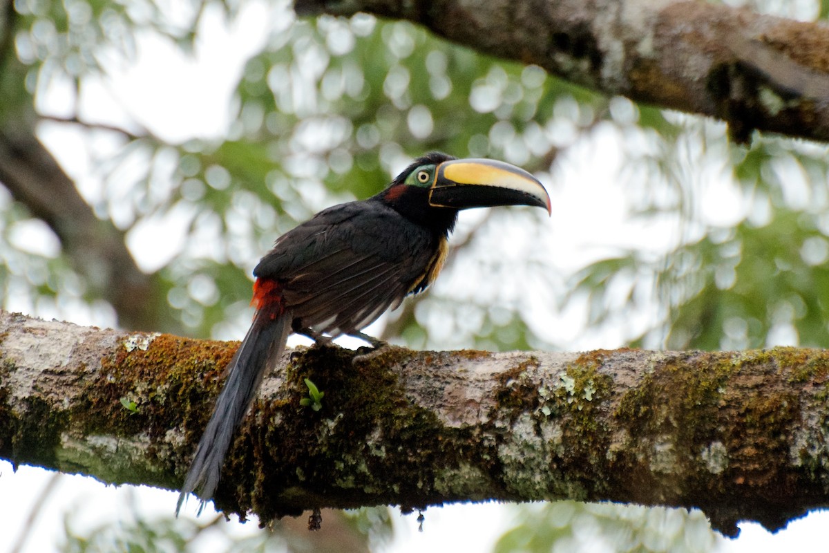 Many-banded Aracari - Marilyn Henry