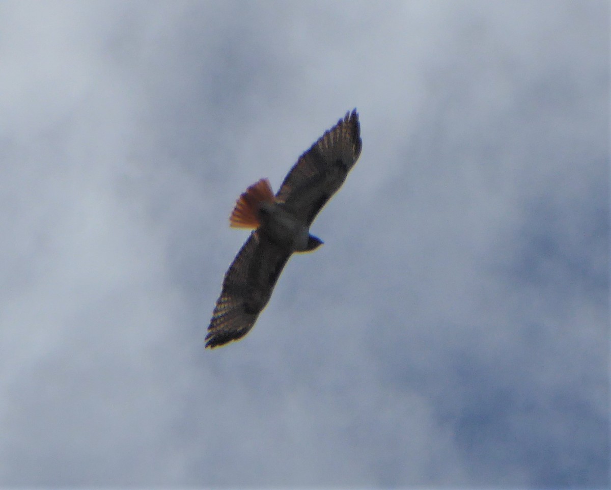 Red-tailed Hawk - ML270706381