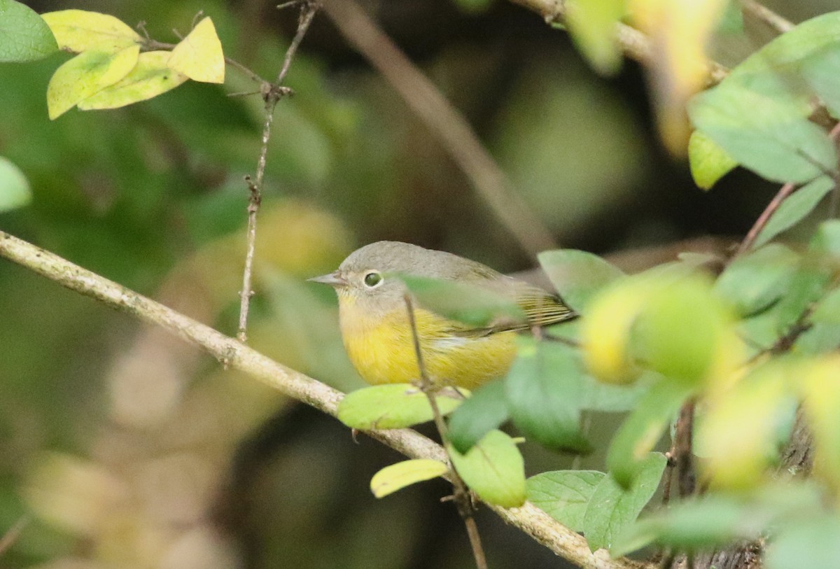 Nashville Warbler - ML270706831
