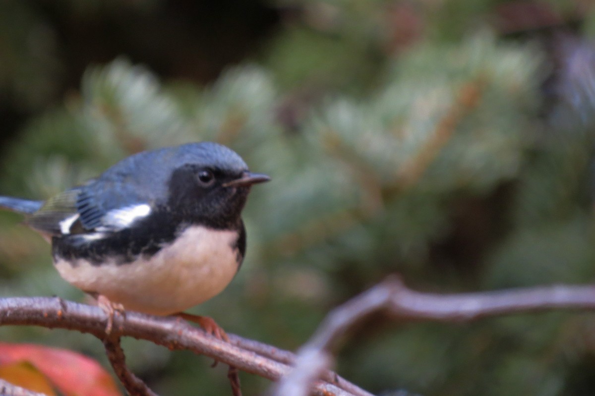 Black-throated Blue Warbler - ML270707411