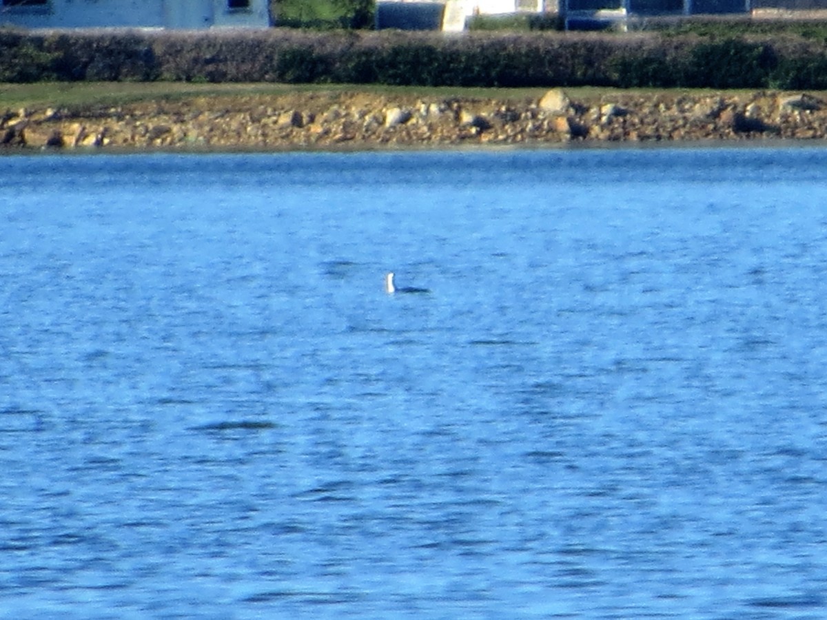 Red-throated Loon - Alan Boyd